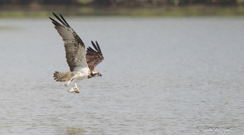 Osprey